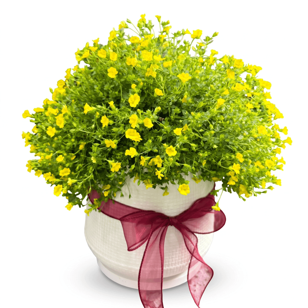 Yellow flowering plant arranged in a decorative white pot with ribbon. This bright potted flower gift has a cheerful yellow and green look and is suitable for birthdays, congratulations, thank you gifts, get well gifts, and cheerful plant delivery in Chiang Mai.