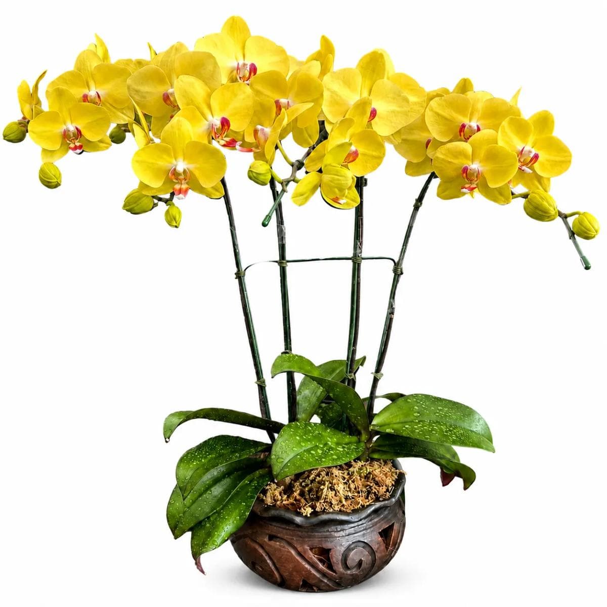 webp White and pink Phalaenopsis orchid plant in a clear pot for flower delivery in Chiang Mai.