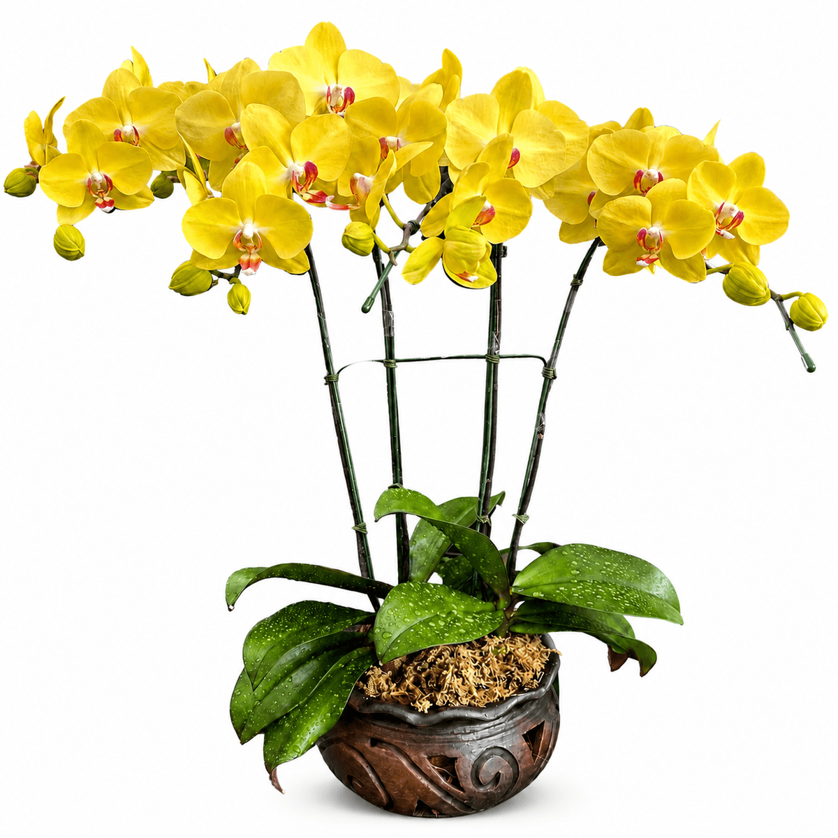 png White and pink Phalaenopsis orchid plant in a clear pot for flower delivery in Chiang Mai.