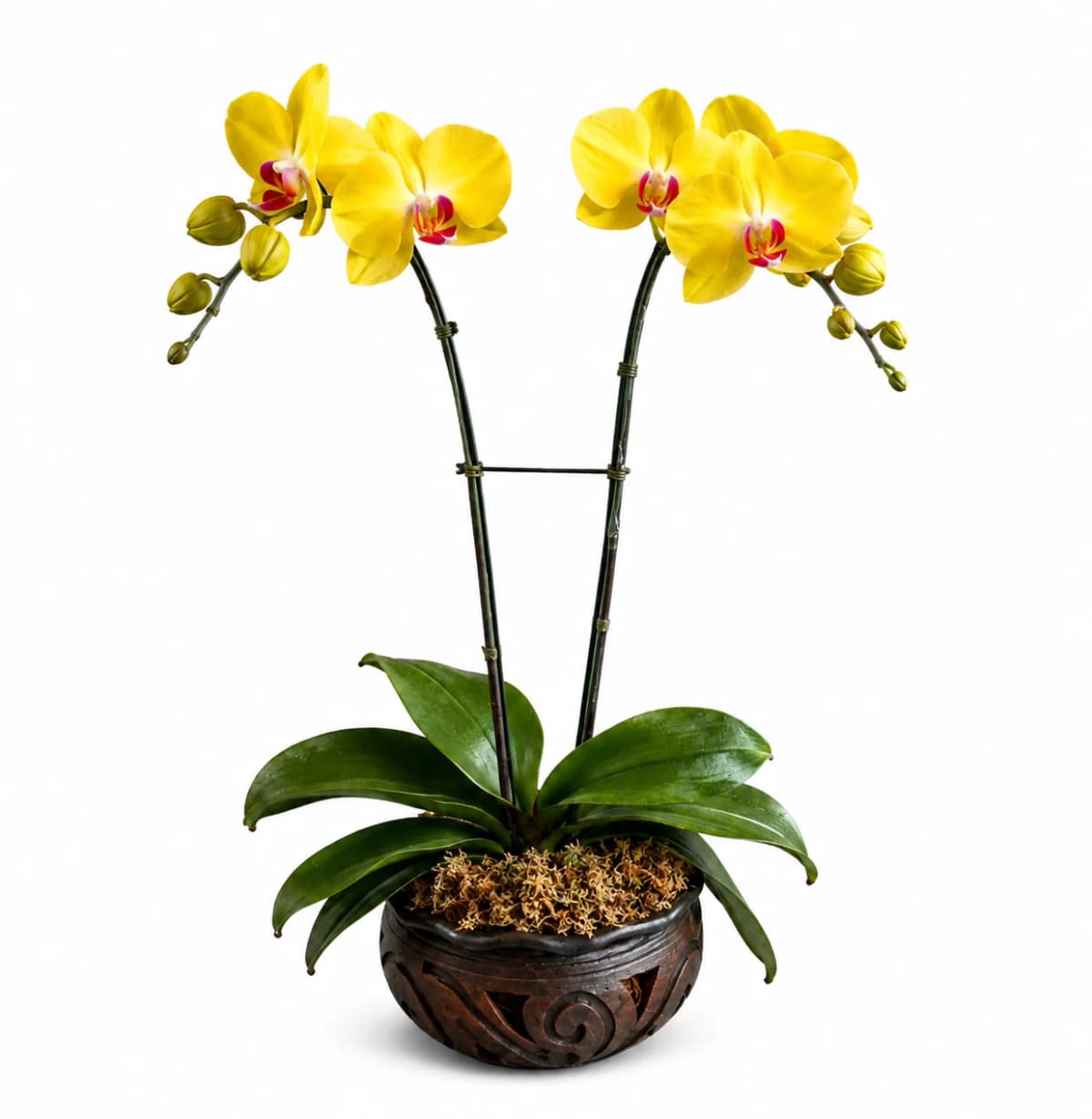 Elegant Yellow Orchid Plant