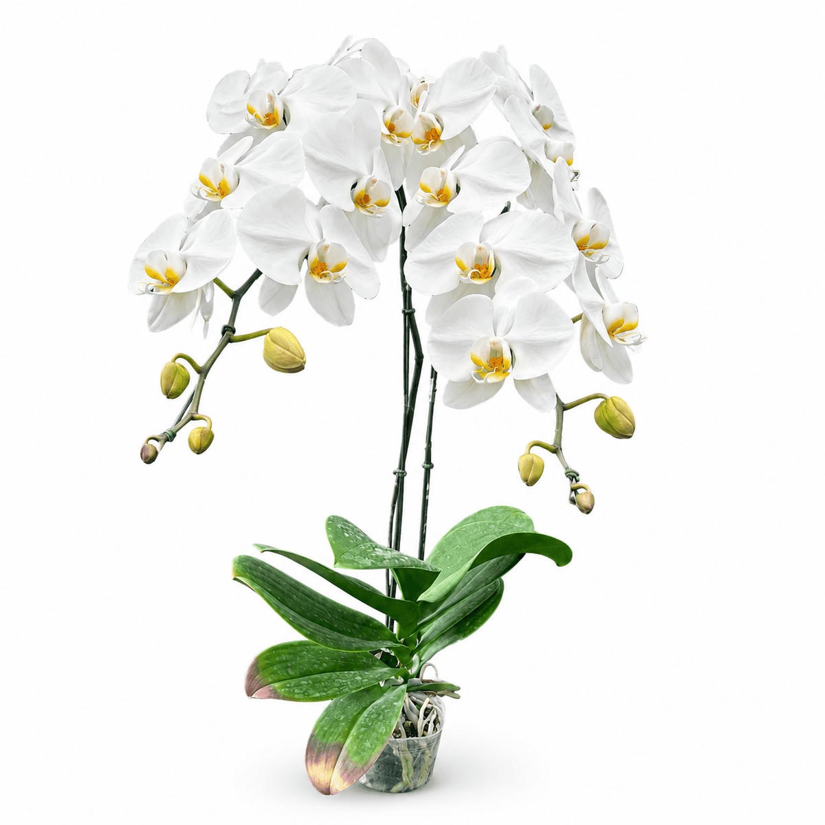 An elegant white orchid plant arranged in a modern white pot, featuring graceful cascading Phalaenopsis orchid stems, pure white blooms, soft yellow centers, and fresh green leaves. This premium orchid gift gives a clean, peaceful, and refined feeling, making it perfect for birthdays, congratulations, thank-you gifts, home decoration, office gifts, sympathy gifts, and elegant romantic occasions. Available for flower delivery in Chiang Mai, including same-day flower delivery when available.