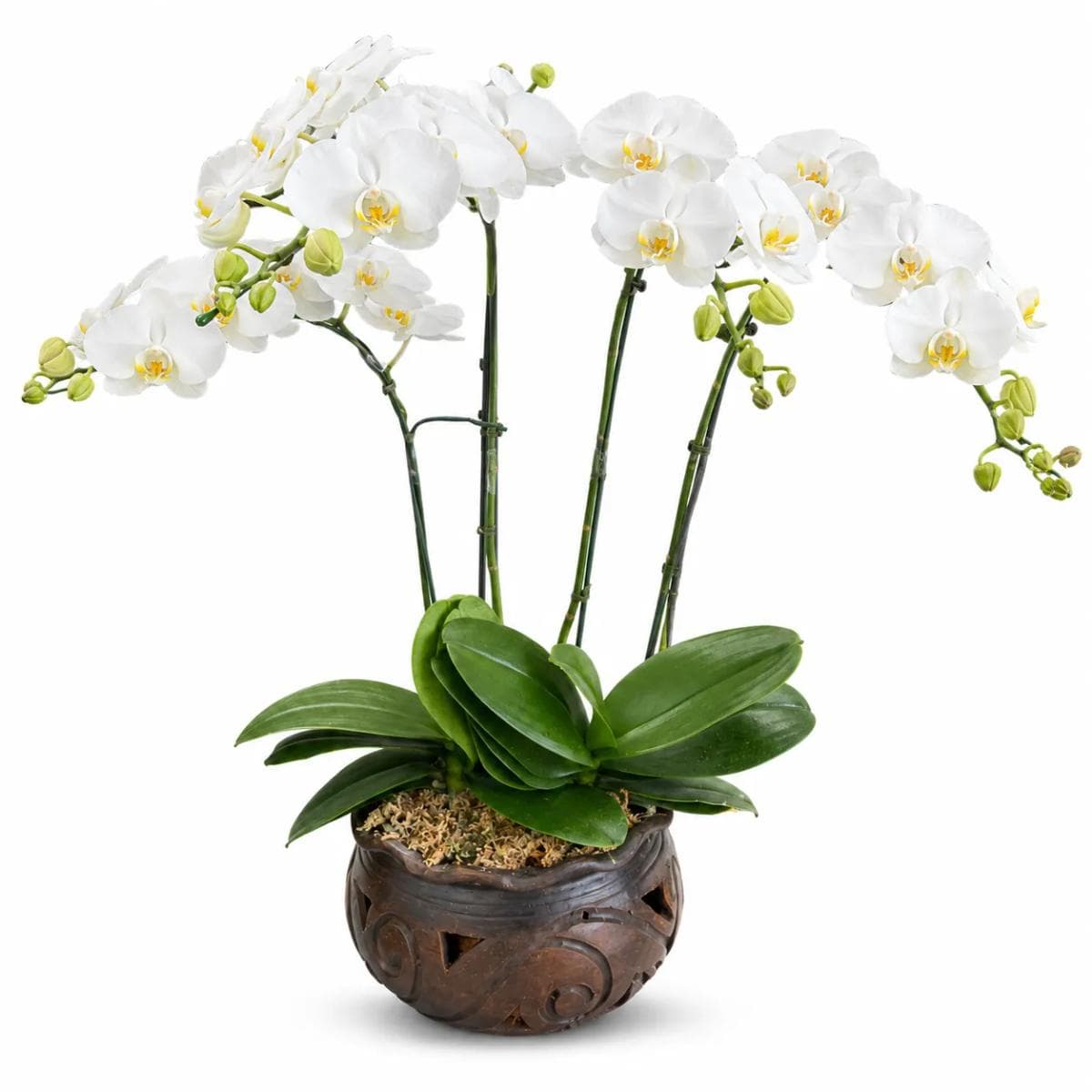 Webp Elegant white Phalaenopsis orchid plant in a modern white pot for flower delivery in Chiang Mai.