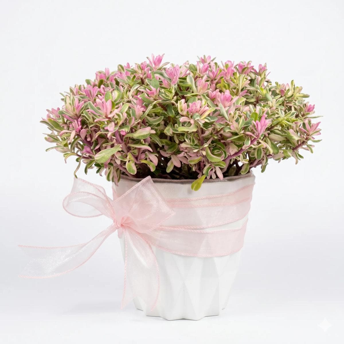 Pink variegated foliage plant arranged in a white decorative pot with ribbon. This ornamental plant features soft pink, cream, and green tones, making it suitable for home decoration, desk styling, housewarming gifts, and decorative plant delivery in Chiang Mai.