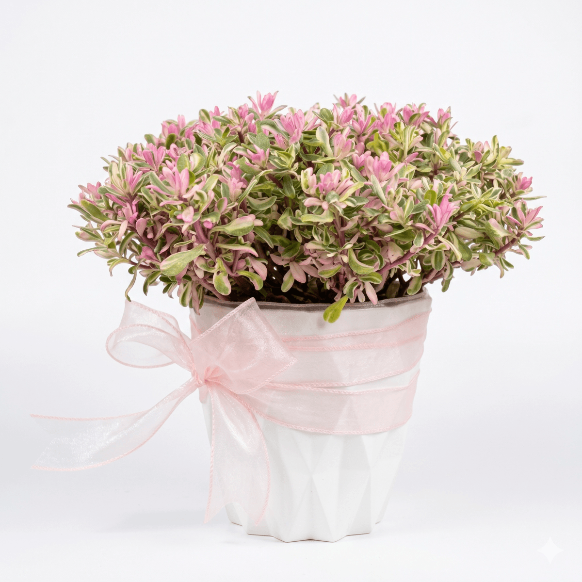Pink variegated foliage plant arranged in a white decorative pot with ribbon. This ornamental plant features soft pink, cream, and green tones, making it suitable for home decoration, desk styling, housewarming gifts, and decorative plant delivery in Chiang Mai.