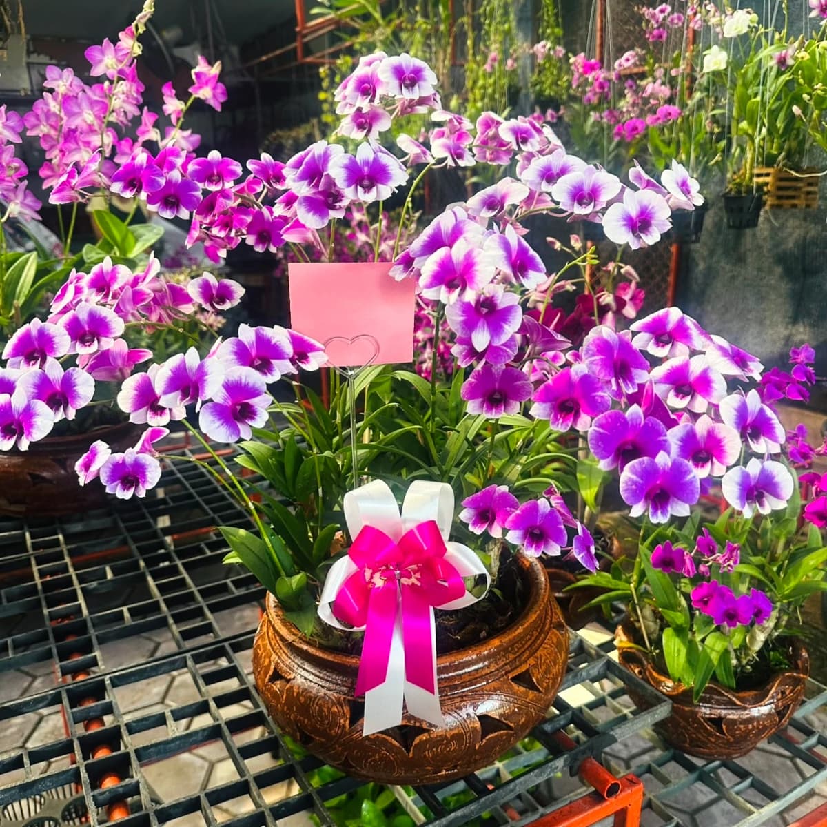 Elegant Purple Orchid Arrangement with Purple orchids and lush leaves in a decorative pot.