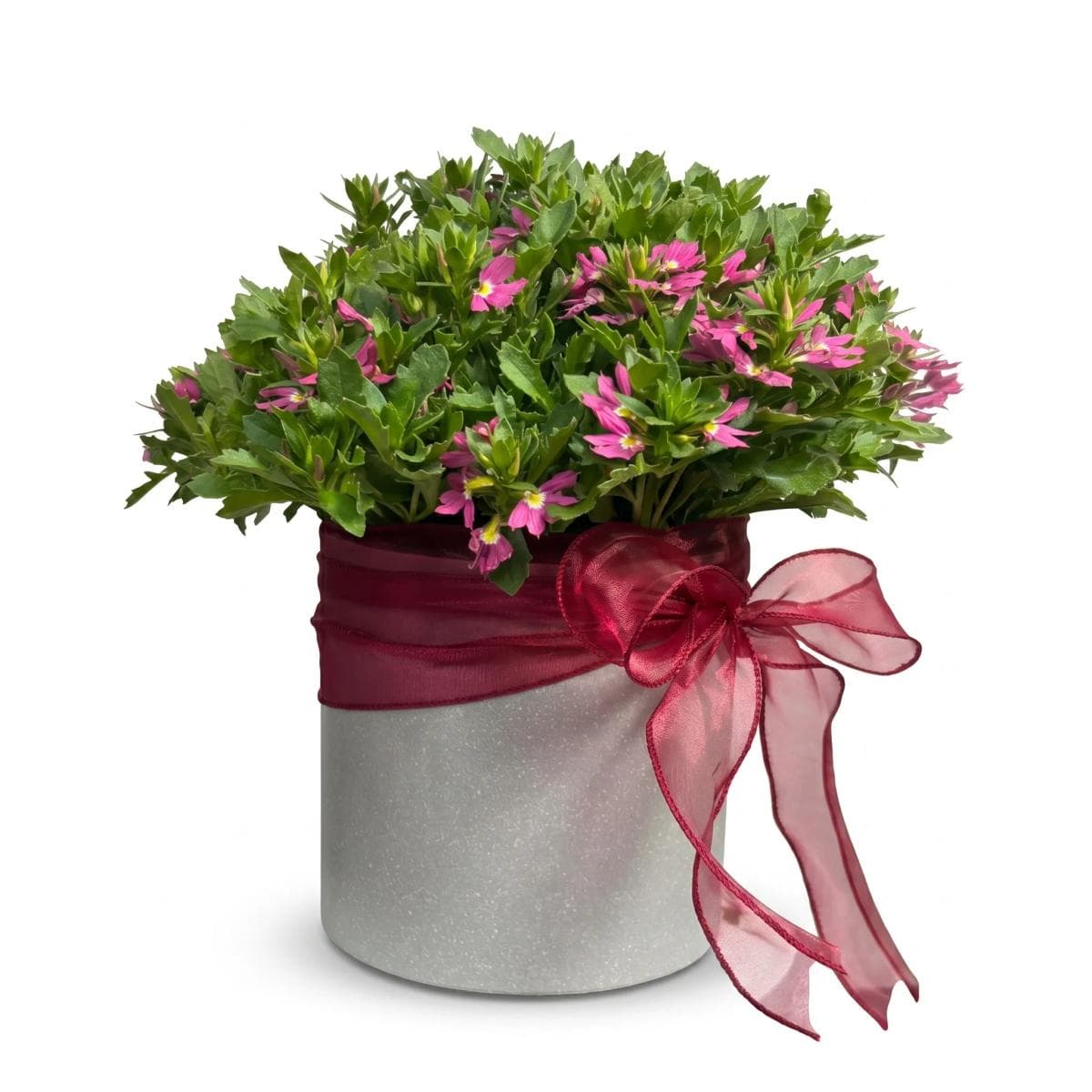 Pink fan flower plant arranged in a decorative silver pot with ribbon. This compact flowering gift has a fresh pink and green look and is suitable for birthdays, thank you gifts, desk decoration, housewarming, and plant delivery in Chiang Mai.
