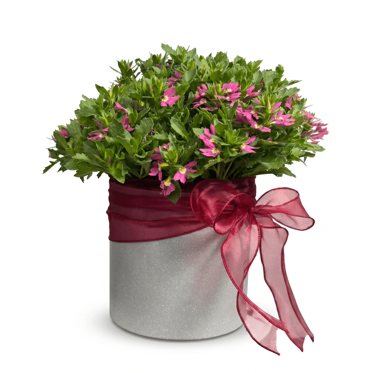 Pink fan flower plant arranged in a decorative silver pot with ribbon. This compact flowering gift has a fresh pink and green look and is suitable for birthdays, thank you gifts, desk decoration, housewarming, and plant delivery in Chiang Mai.