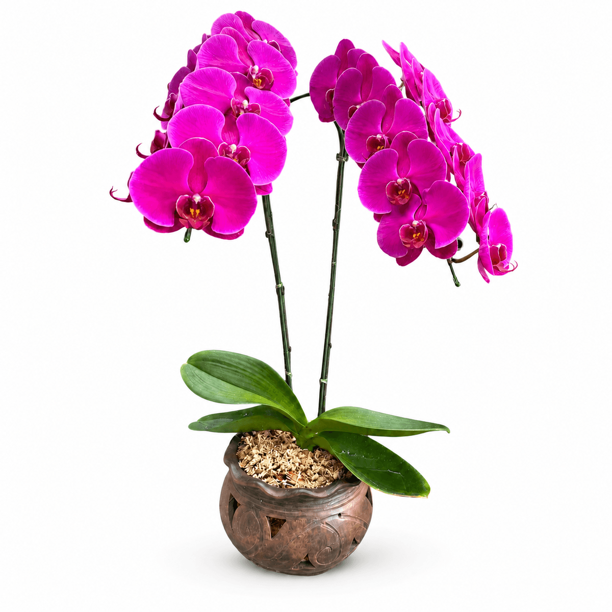 Elegant purple Phalaenopsis orchid plant in a decorative ceramic pot for flower delivery in Chiang Mai.