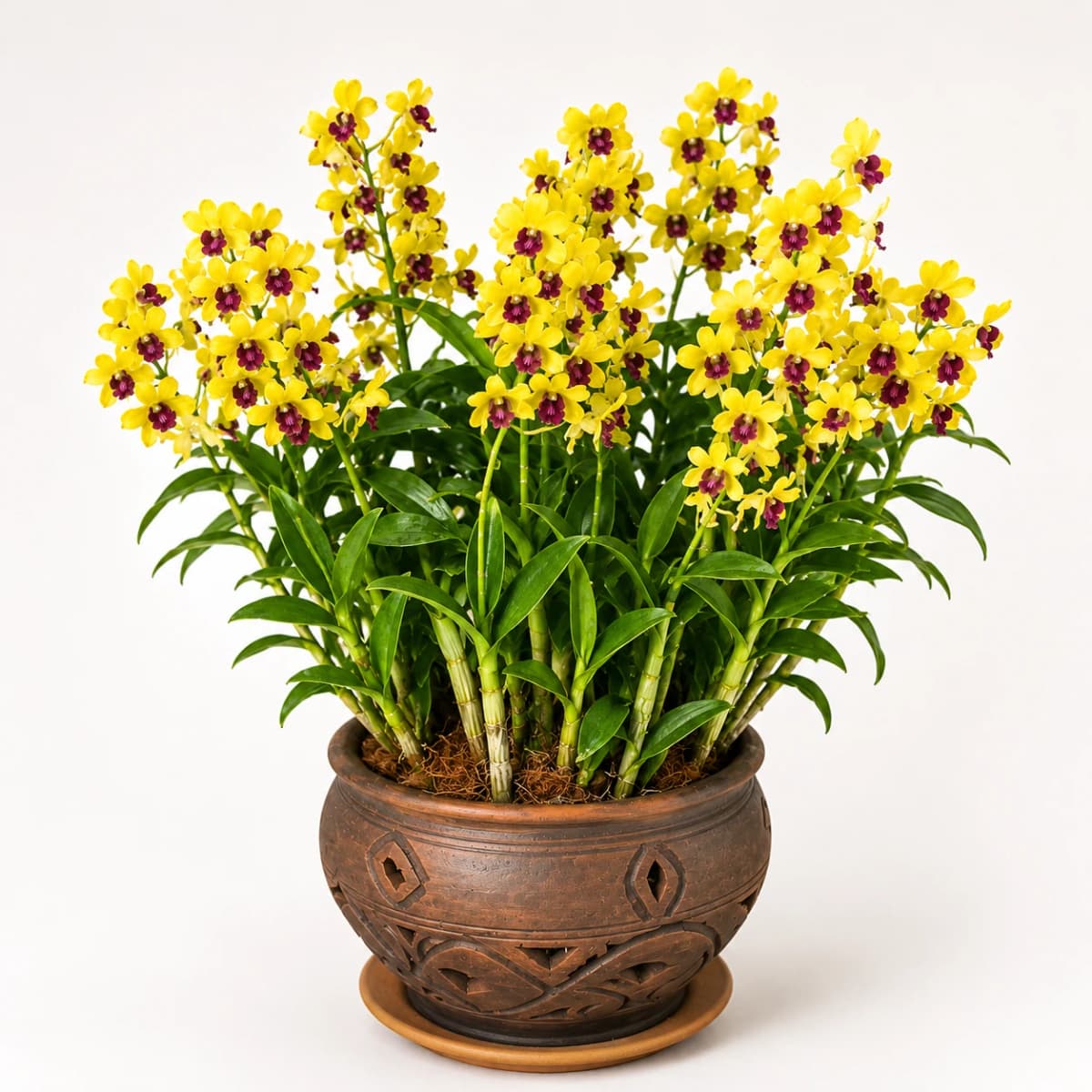 Large Thai Orchid in Pot