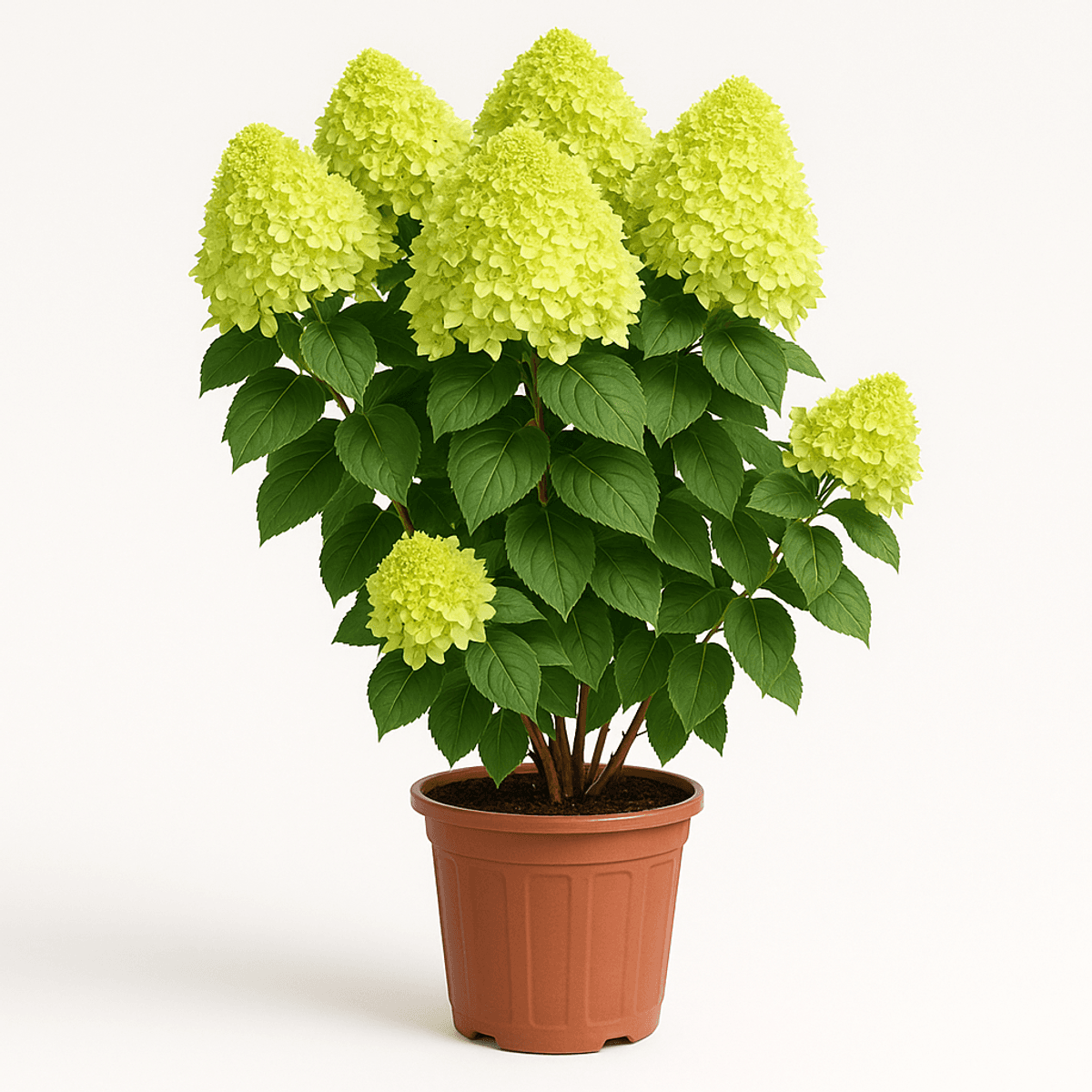 Potted green hydrangea plant for special occasions