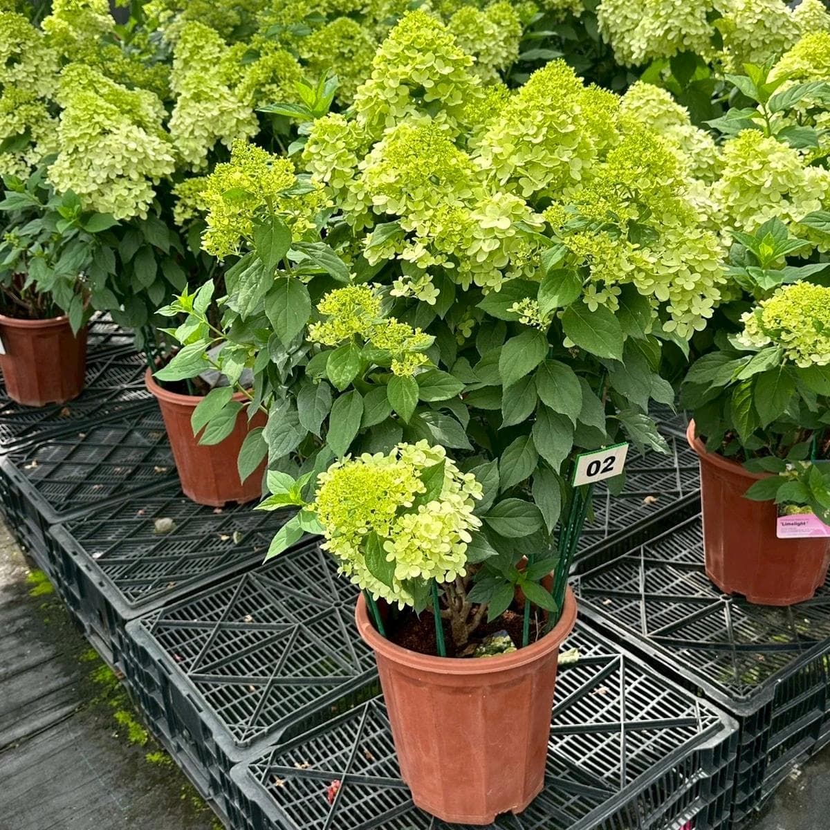 Potted Hydrangea Plant