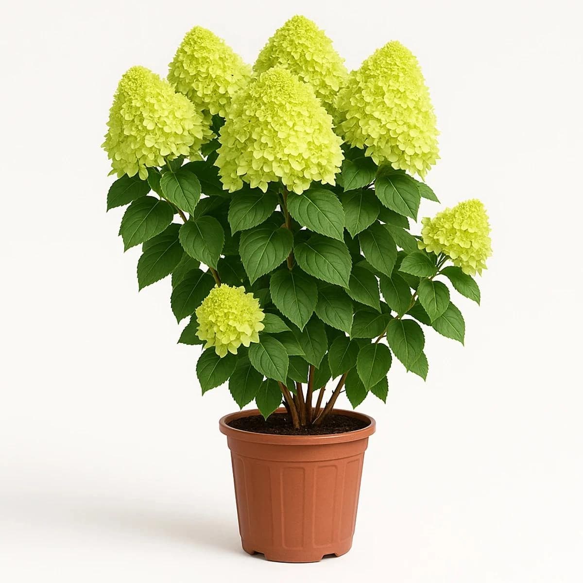Hydrangeas