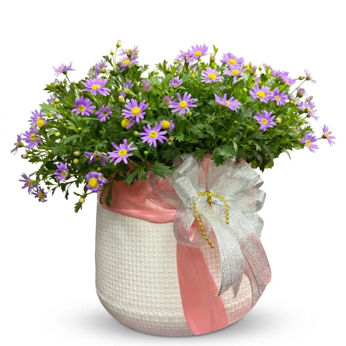 Purple daisy flowering plant arranged in a decorative pot with ribbon. This potted flower gift has a soft purple and green color palette and is suitable for birthdays, thank you gifts, get well gifts, housewarming, and decorative flower delivery in Chiang Mai.