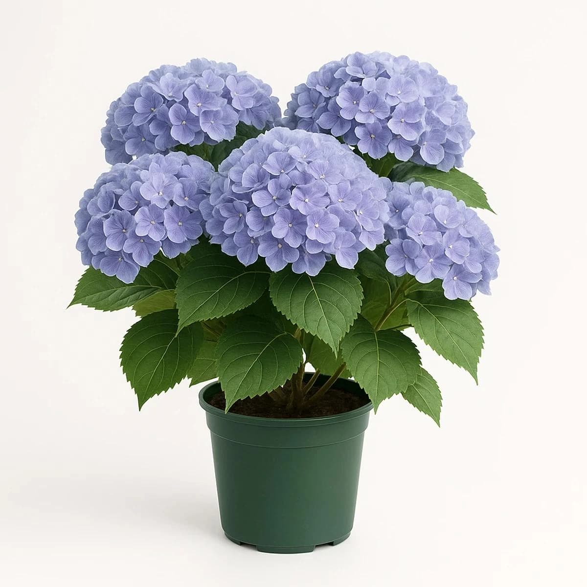 繡球花
