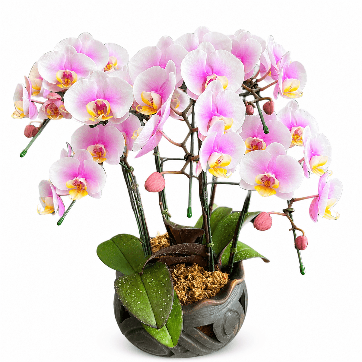png Elegant pink and white Phalaenopsis orchid plant in a decorative ceramic pot for flower delivery in Chiang Mai.