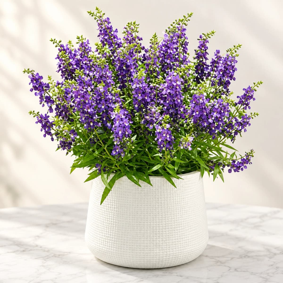 Purple forget-me-not flowers in a white textured pot.