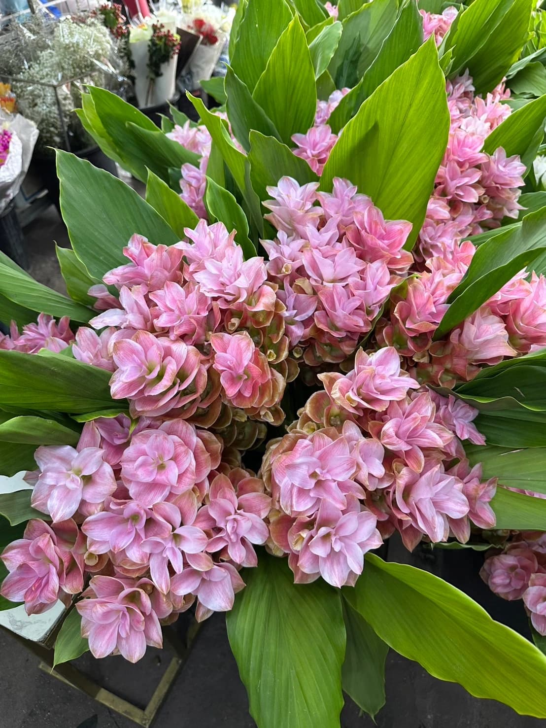 Elegant Pink Bloom Bouquet | Siam Tulips Pink with Contains a variety of pink flowers and broad green leaves.